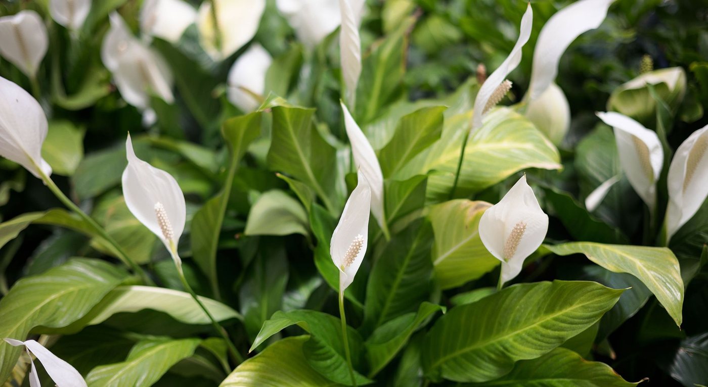 Peace lily in ottobre: come proteggerla per tutto l'inverno