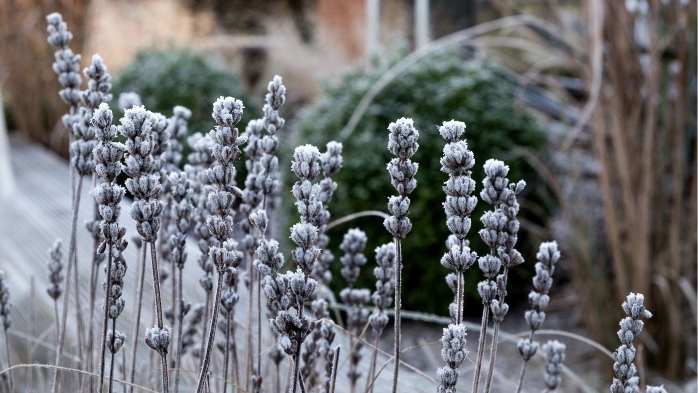 Sette piante da non proteggere dal freddo: l'inverno le rende più forti