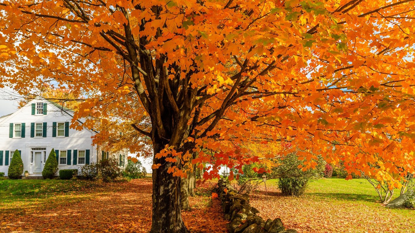 Potare gli alberi in ottobre: sei specie da preparare prima dell'inverno