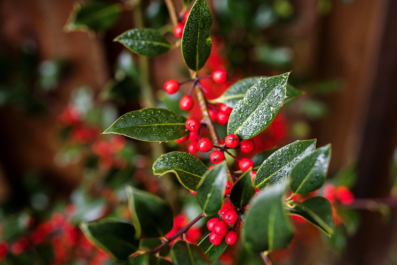 Cinque piante facili da coltivare in autunno per una ghirlanda di Natale fai da te