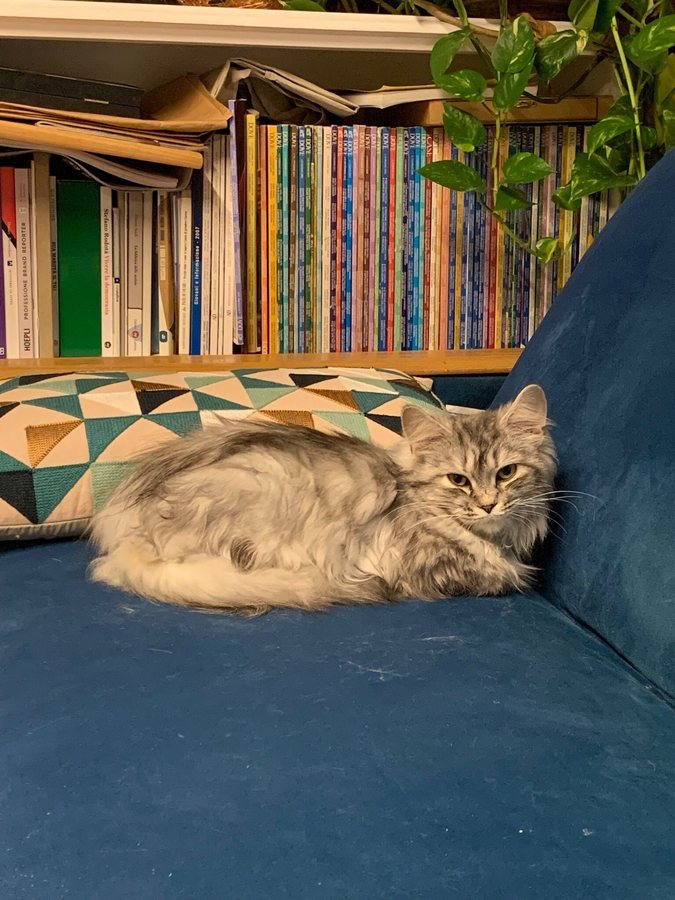 "Tenere il gatto solo in casa lo fa soffrire?": lo studio che smentisce i padroni