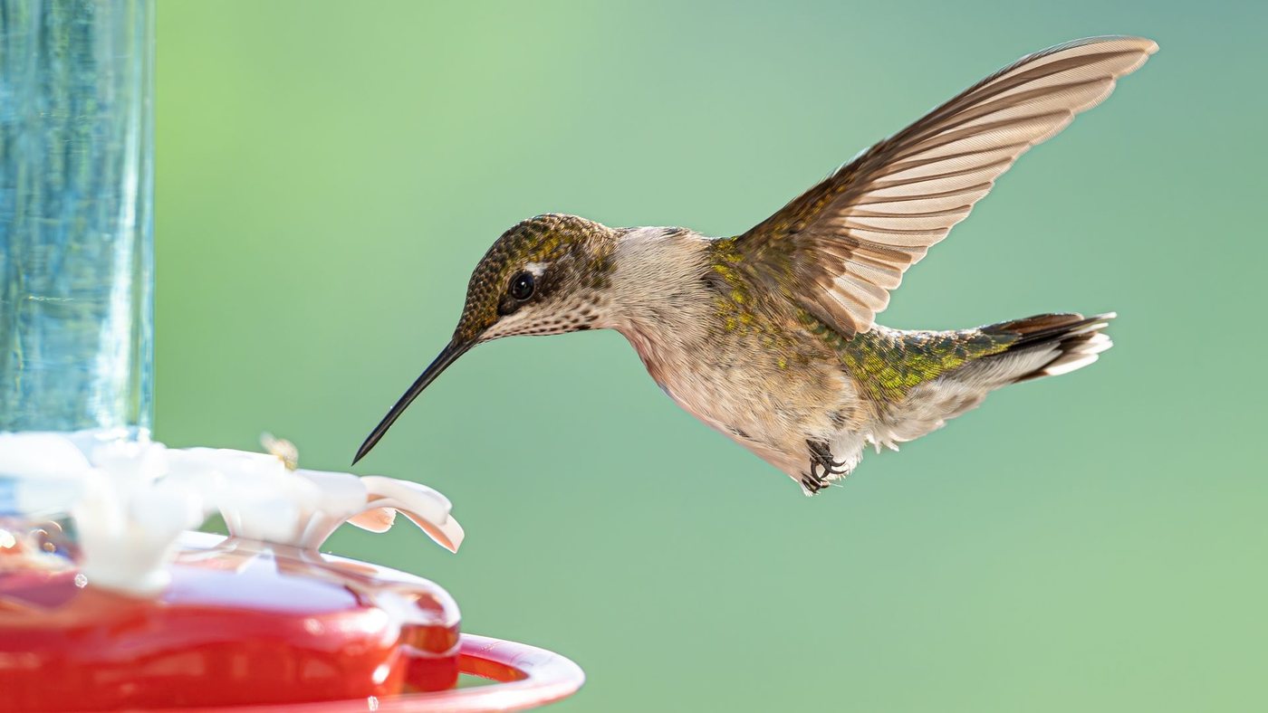 Una nuova mappa mostra quando i colibrì arriveranno nei giardini italiani