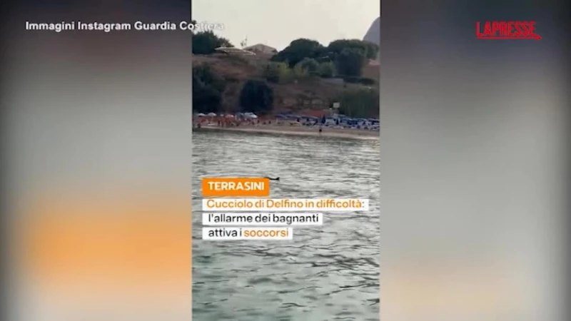 Palermo, cucciolo di delfino salvato dalla Guardia Costiera torna al largo