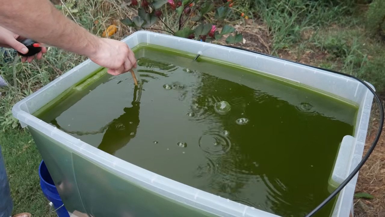 Biodiesel fai-da-te dalle alghe: un esperimento più difficile del previsto